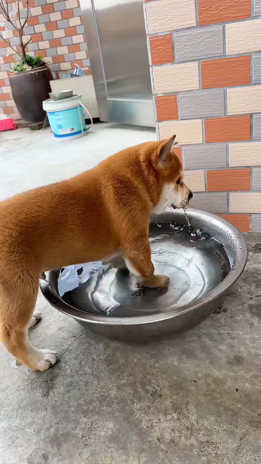 看你这个表情,然到你也有什么烦恼吗?#中华田园犬