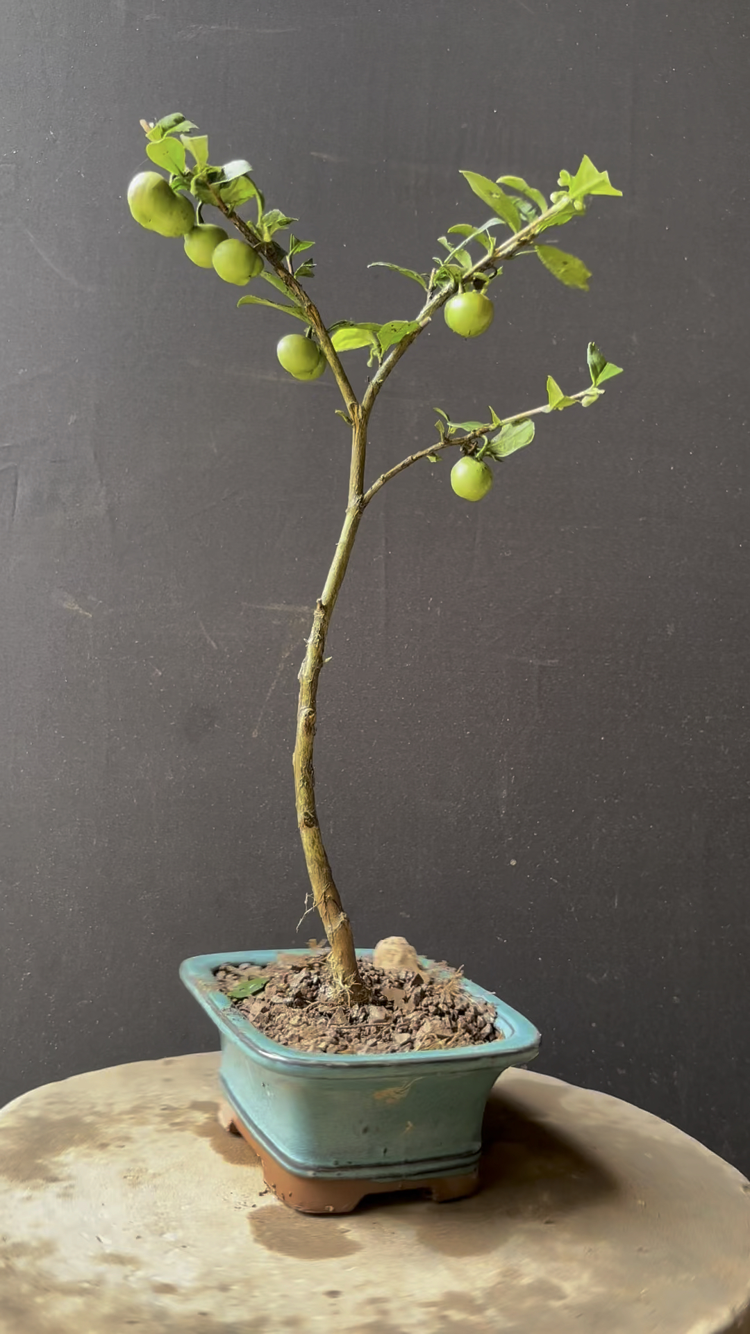 黄金茶盆景你玩过吗?明年就可以在盆里面实现茶叶自由