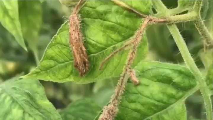 番茄晚疫病图片及防治图片