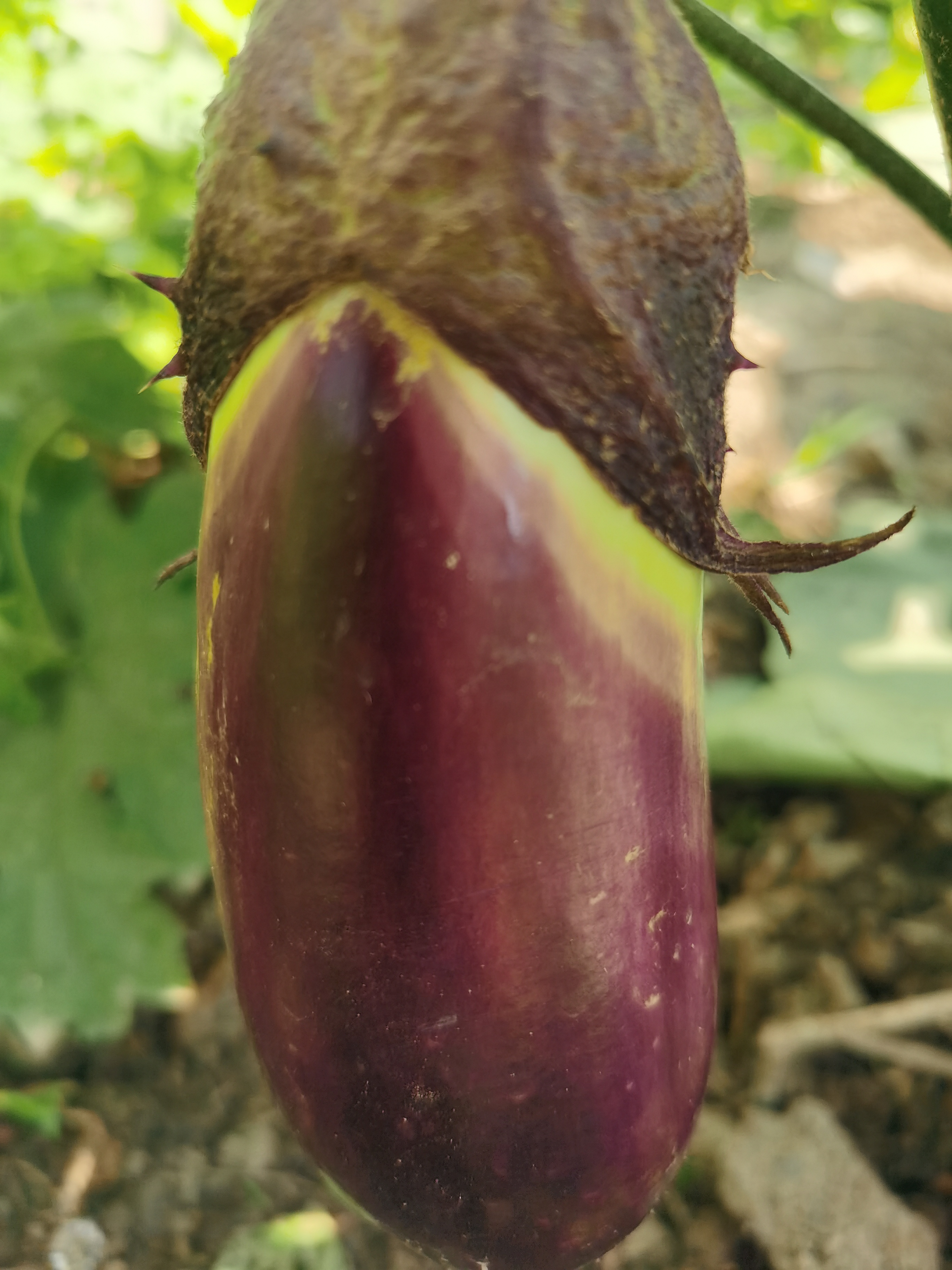 水果茄子,紫色长条茄子