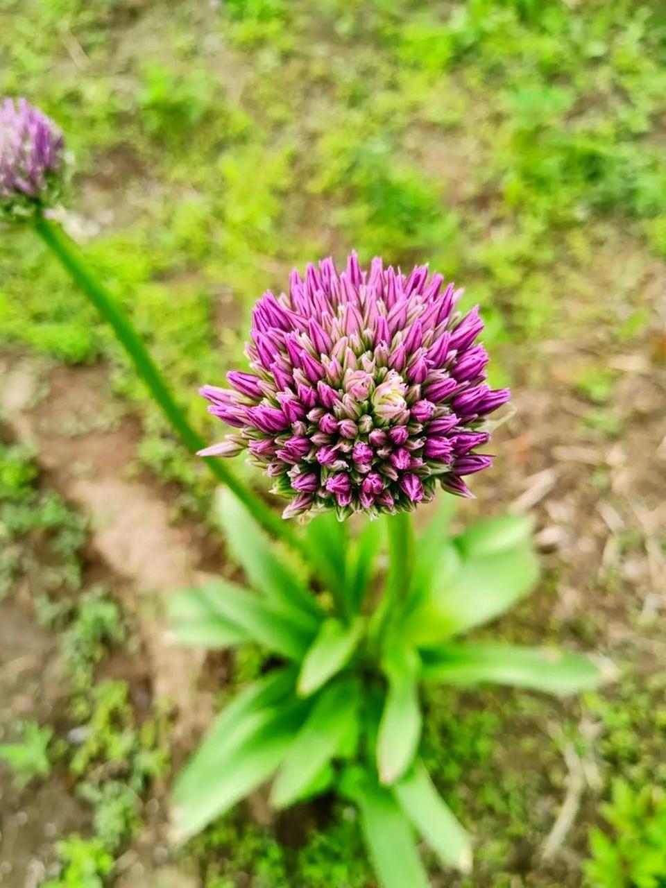 开花这样好看的花葱,真是神奇. 大花葱是石蒜科葱属多年生常绿草本.