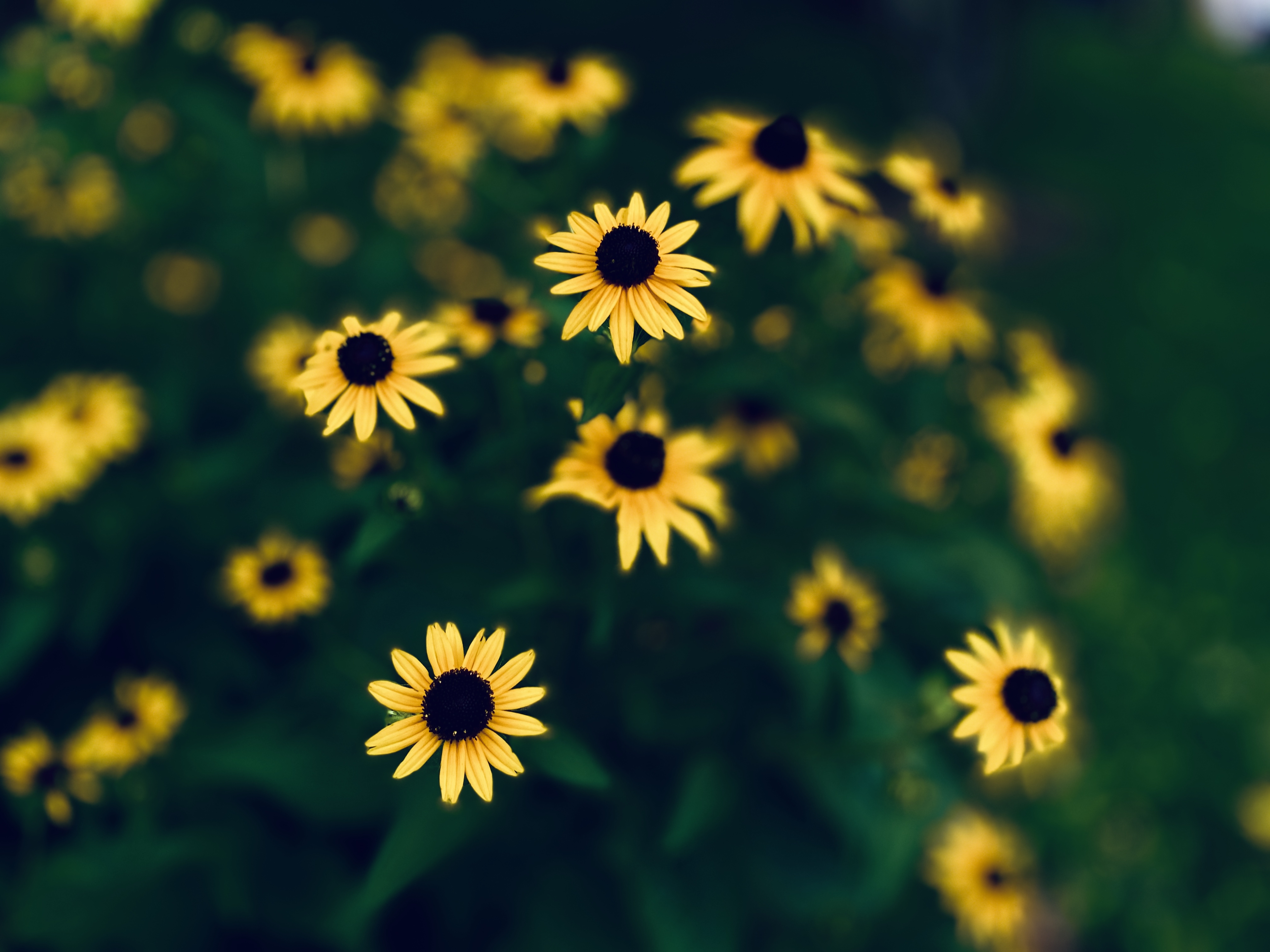 黑心菊(图文原创) 黑心菊并不"黑心",花朵漂亮,花色明艳,鲜亮的黄色与