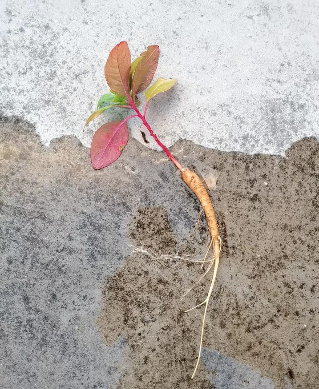 以前看电视的时候听说人参会逃跑的.#热点引擎计划