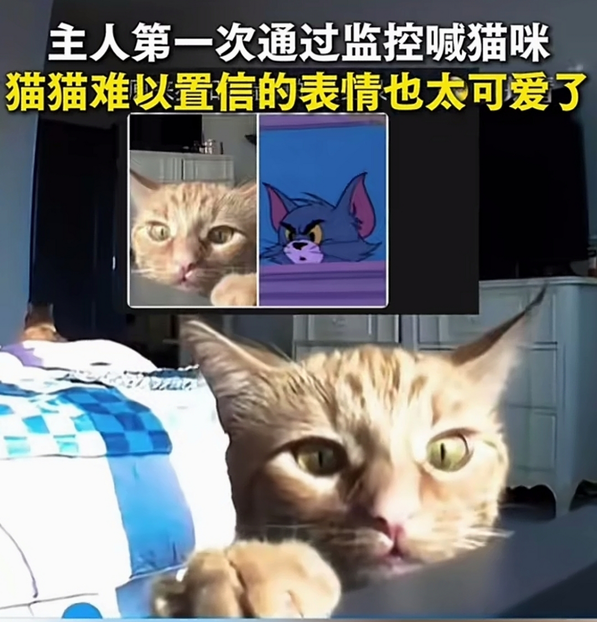 猫93:"这也太吓人了[左捂脸],早上看着她出门的,声音怎么从这个盒子