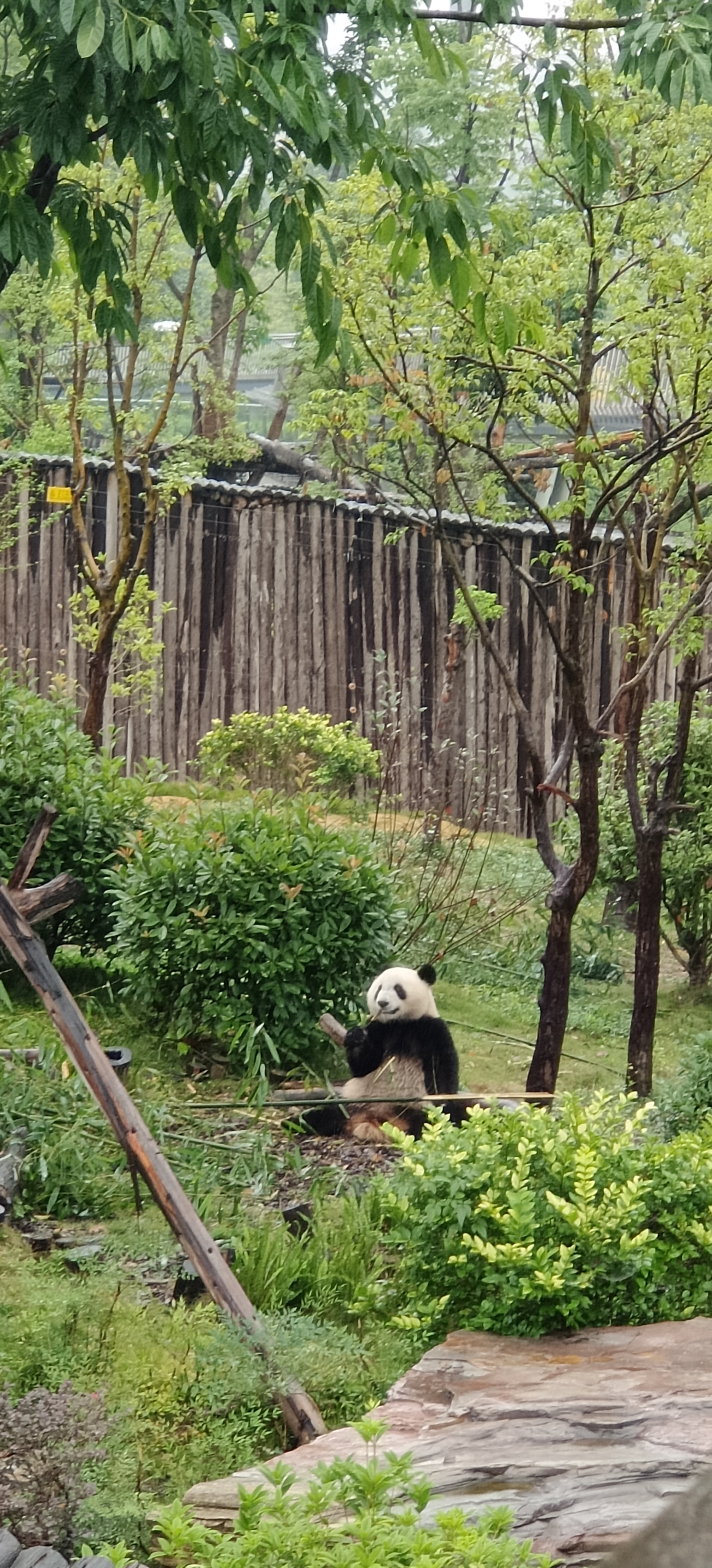 大熊猫的居住环境图片