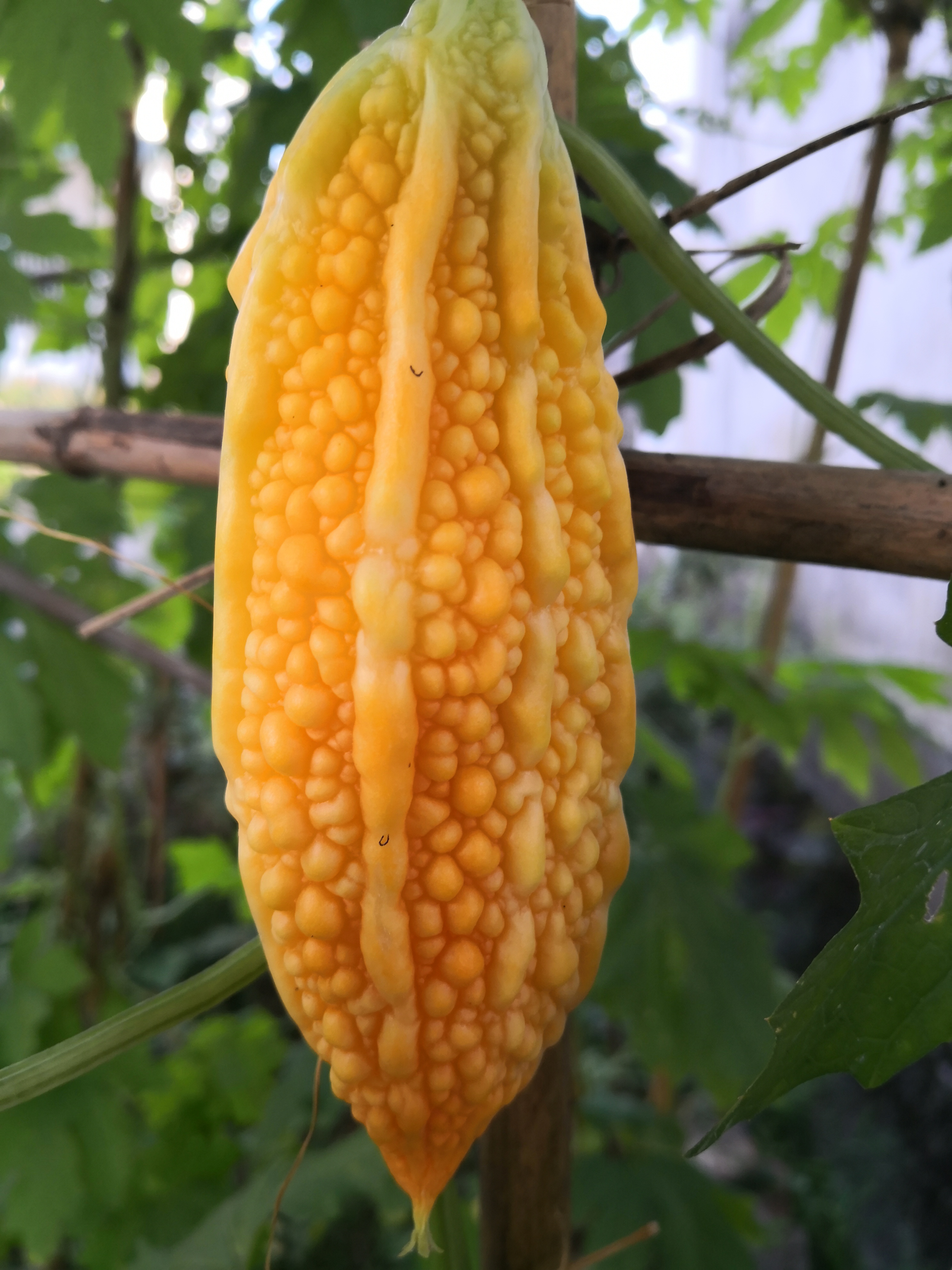 偷偷告诉你,我刚才把这根苦瓜当水果吃了,不苦也不甜