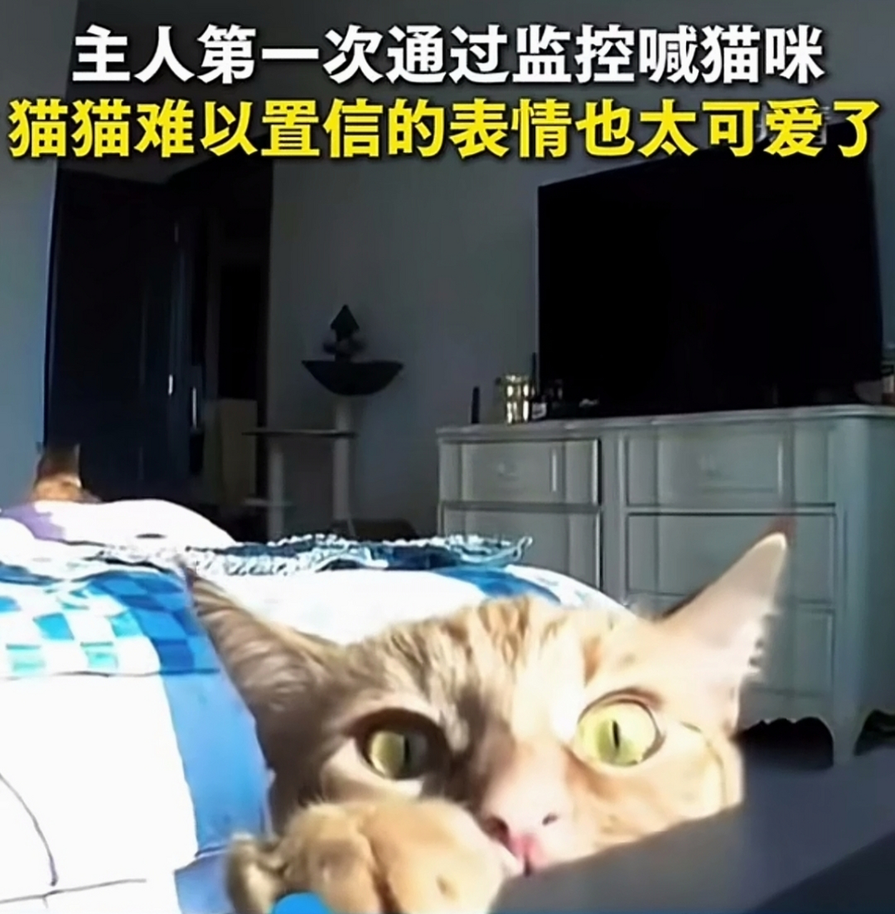 猫93:"这也太吓人了[左捂脸],早上看着她出门的,声音怎么从这个盒子