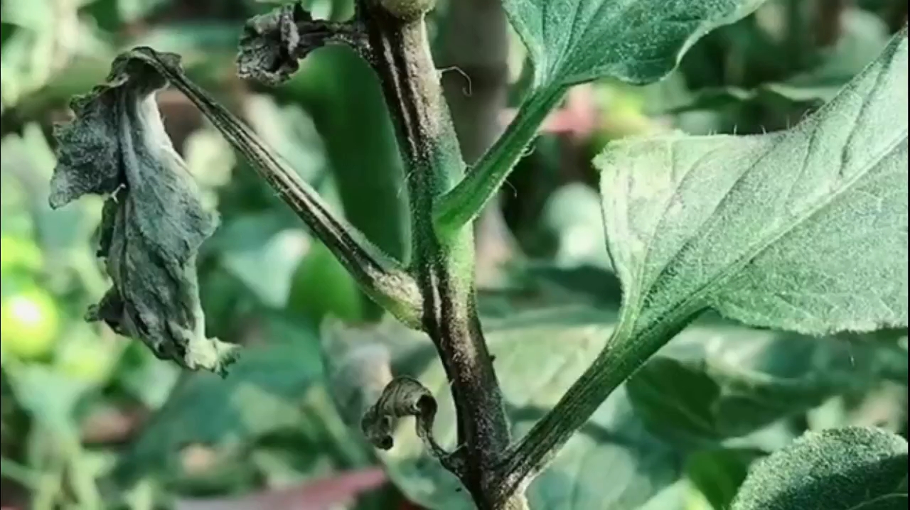 番茄晚疫病图片及防治图片