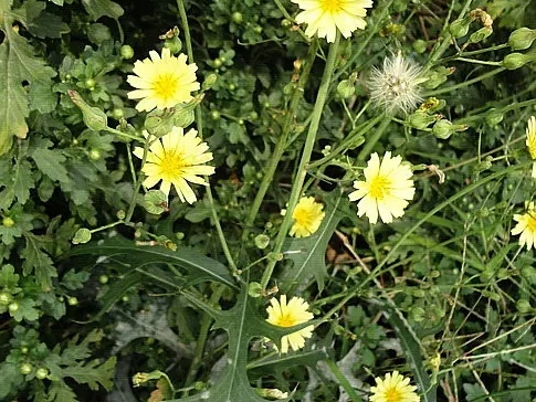 因为它开出的是黄色的小花,不少人都把它错当成了蒲公英或者野菊花