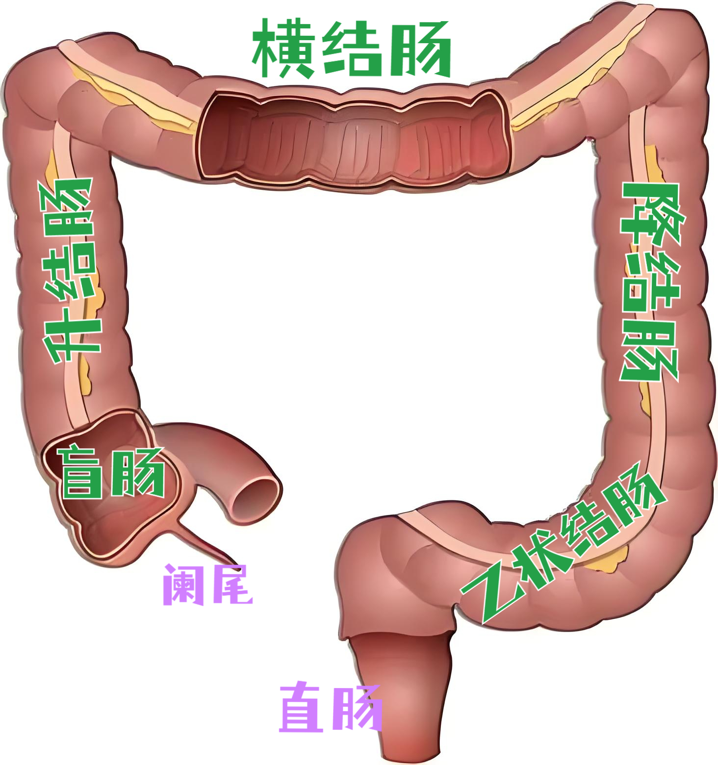 人的肠子一共有多少米图片