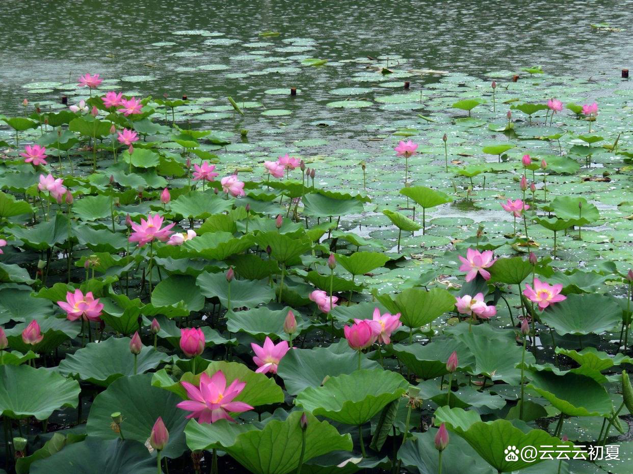 一年级雨后荷塘的样子图片