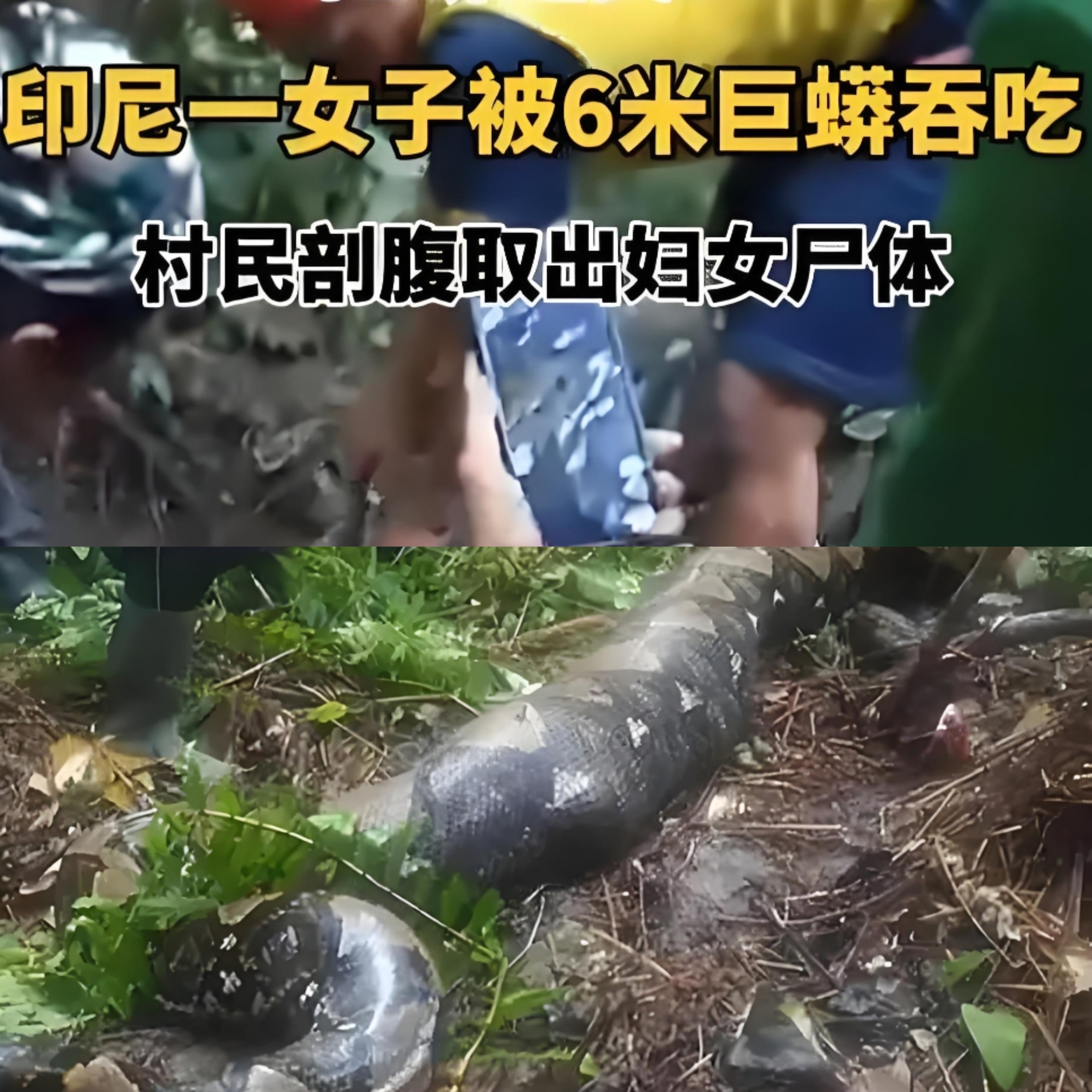 据报道,在印尼中部,警方在蟒蛇腹内发现了失踪女子的遗体