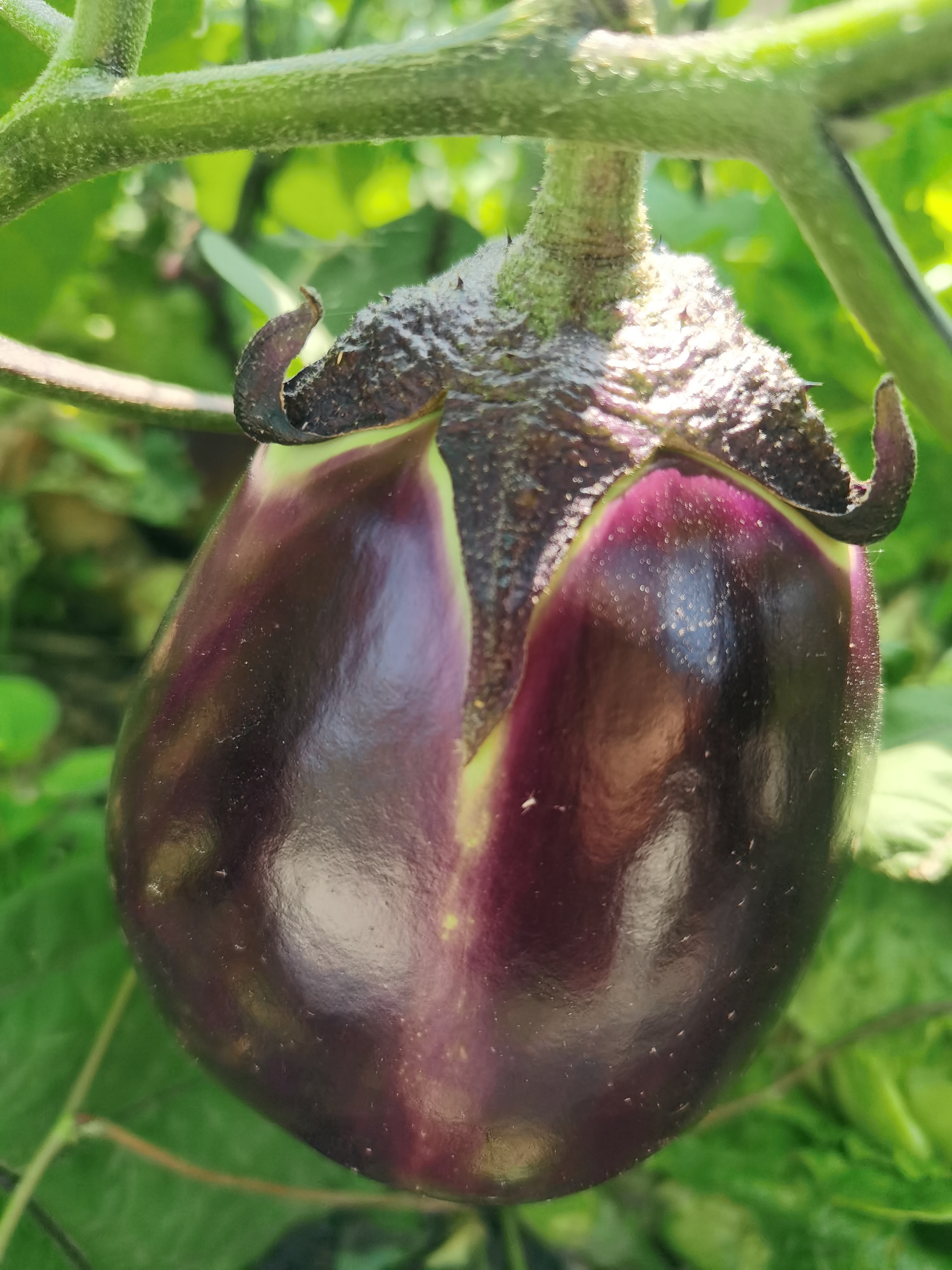 水果茄子,紫色长条茄子