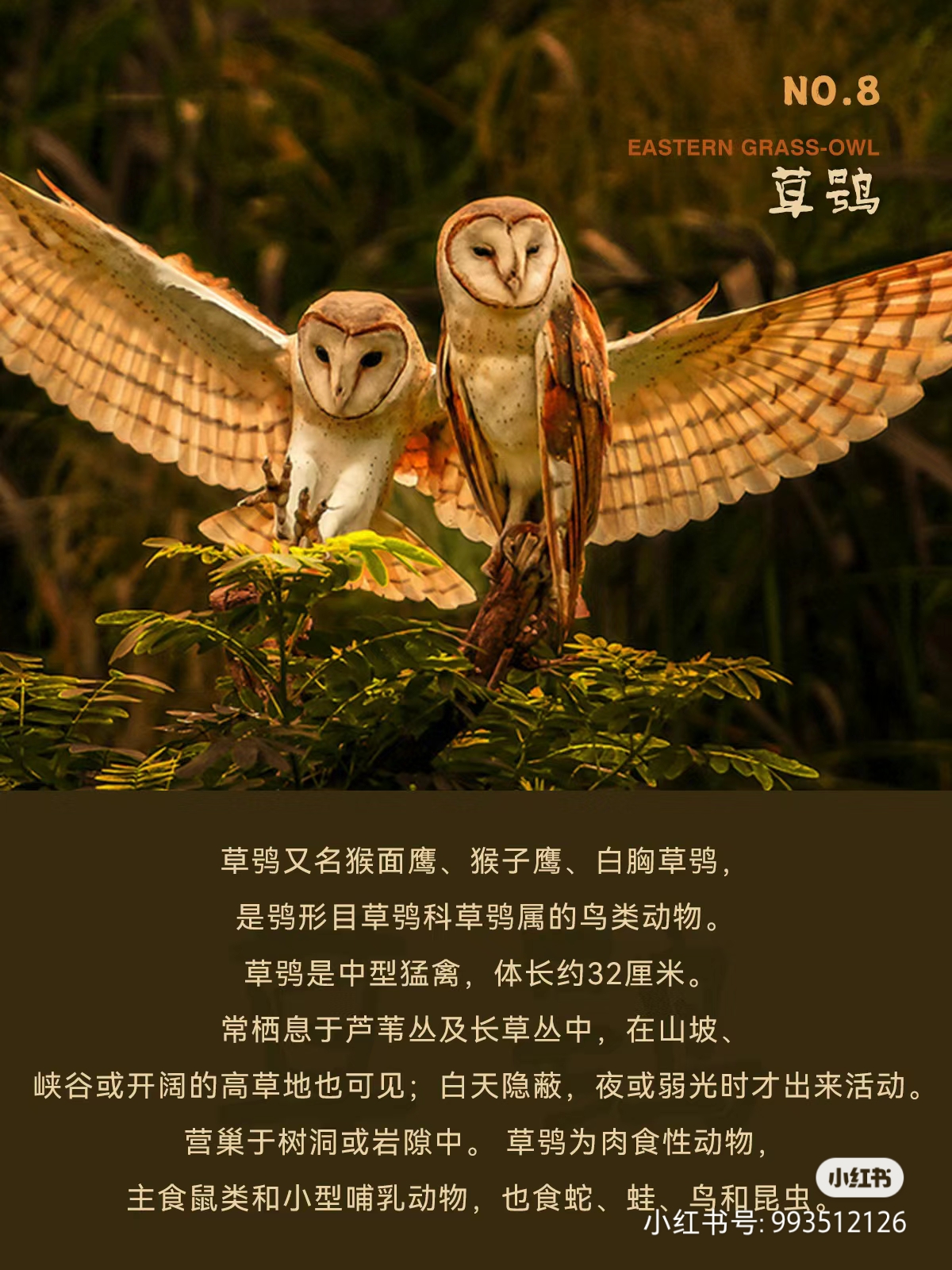 十种猫头鹰图鉴科普