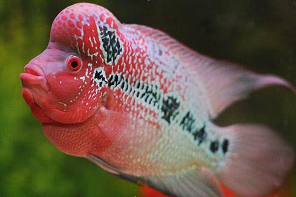 罗汉鱼起头方法,应选择合适的方法刺激