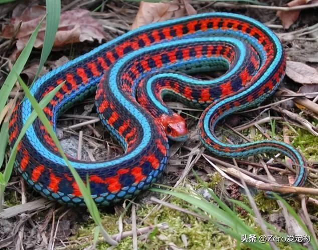 世界上公认最漂亮的蛇,恐蛇者都忍不住摸一摸.有你喜欢的吗