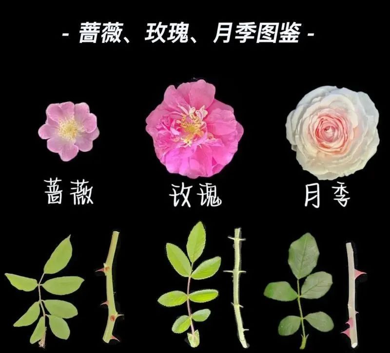 很少人知道——玫瑰和月季的区别是什么?