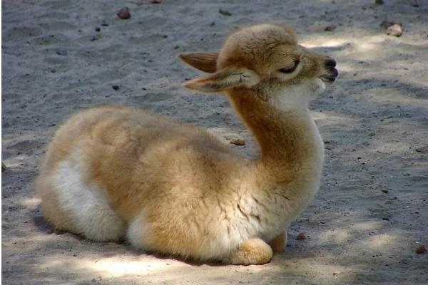 羊驼是什么动物,附分布范围和外形特征