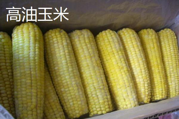 玉米常见种类,每个品种都各具特点