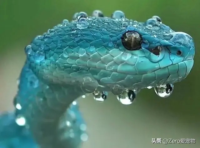 世界上公认最漂亮的蛇,恐蛇者都忍不住摸一摸.有你喜欢的吗