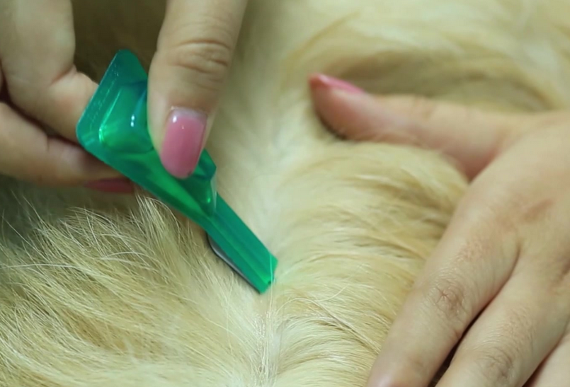 小狗驱虫指南:精确规划,健康守护