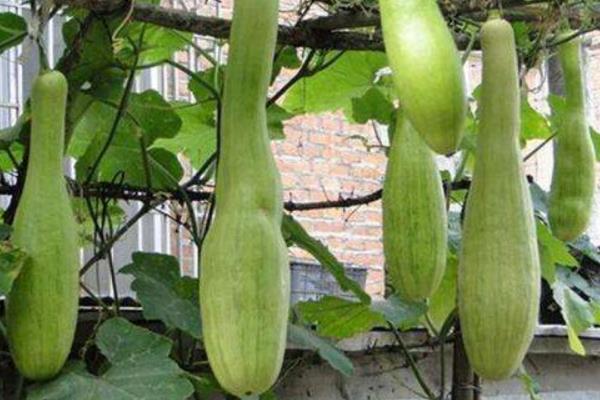 砍瓜种植技术和时间,及时做好病虫害防治工作