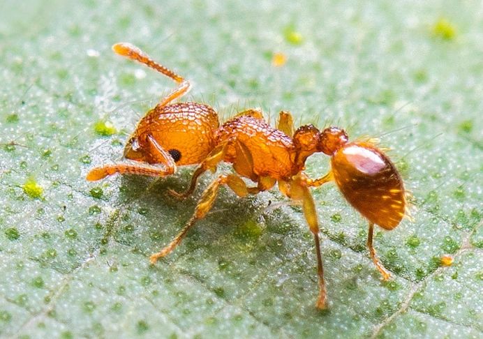 床上有蚂蚁怎么消灭掉?轻松驱赶蚂蚁攻略