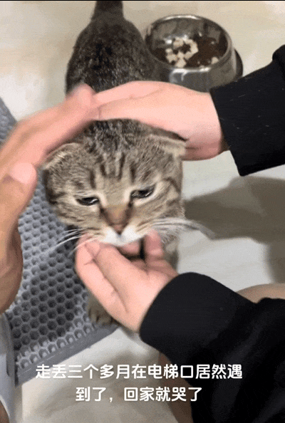 猫猫走丢三个月,回家后稀里哗啦的一阵痛哭.猫猫:咪咪我委屈啊