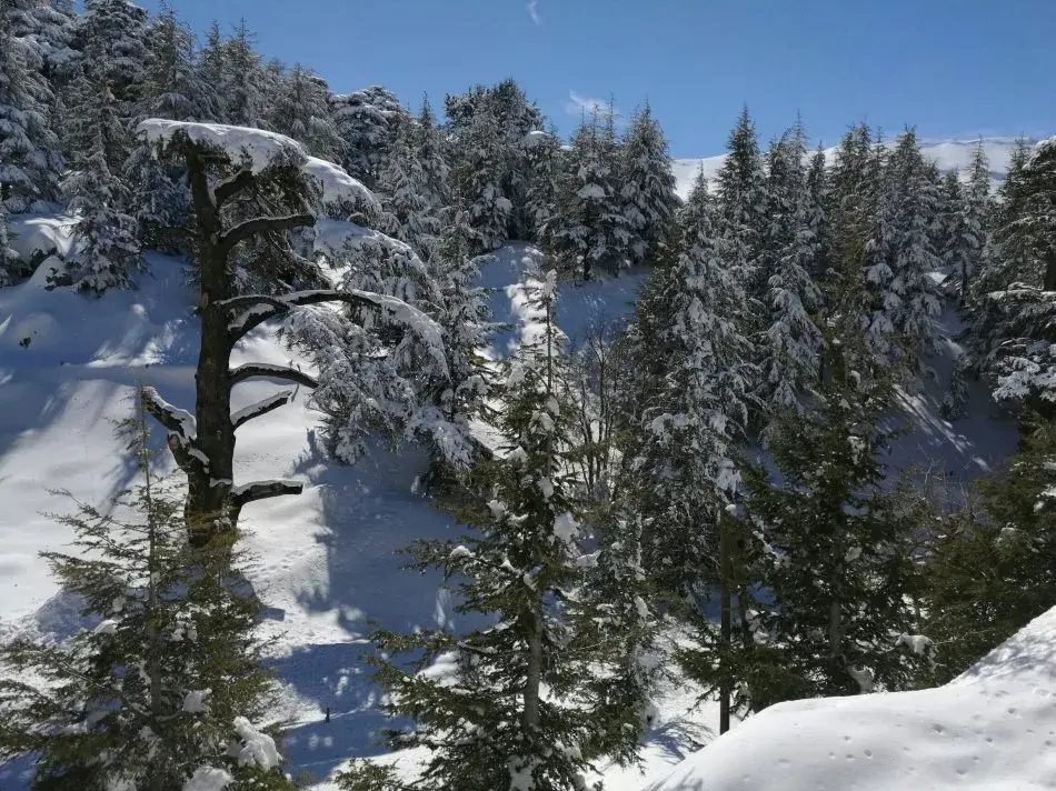 悲哉 中东绿洲难得的千年雪松林