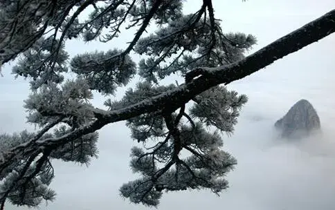 悲哉 中东绿洲难得的千年雪松林