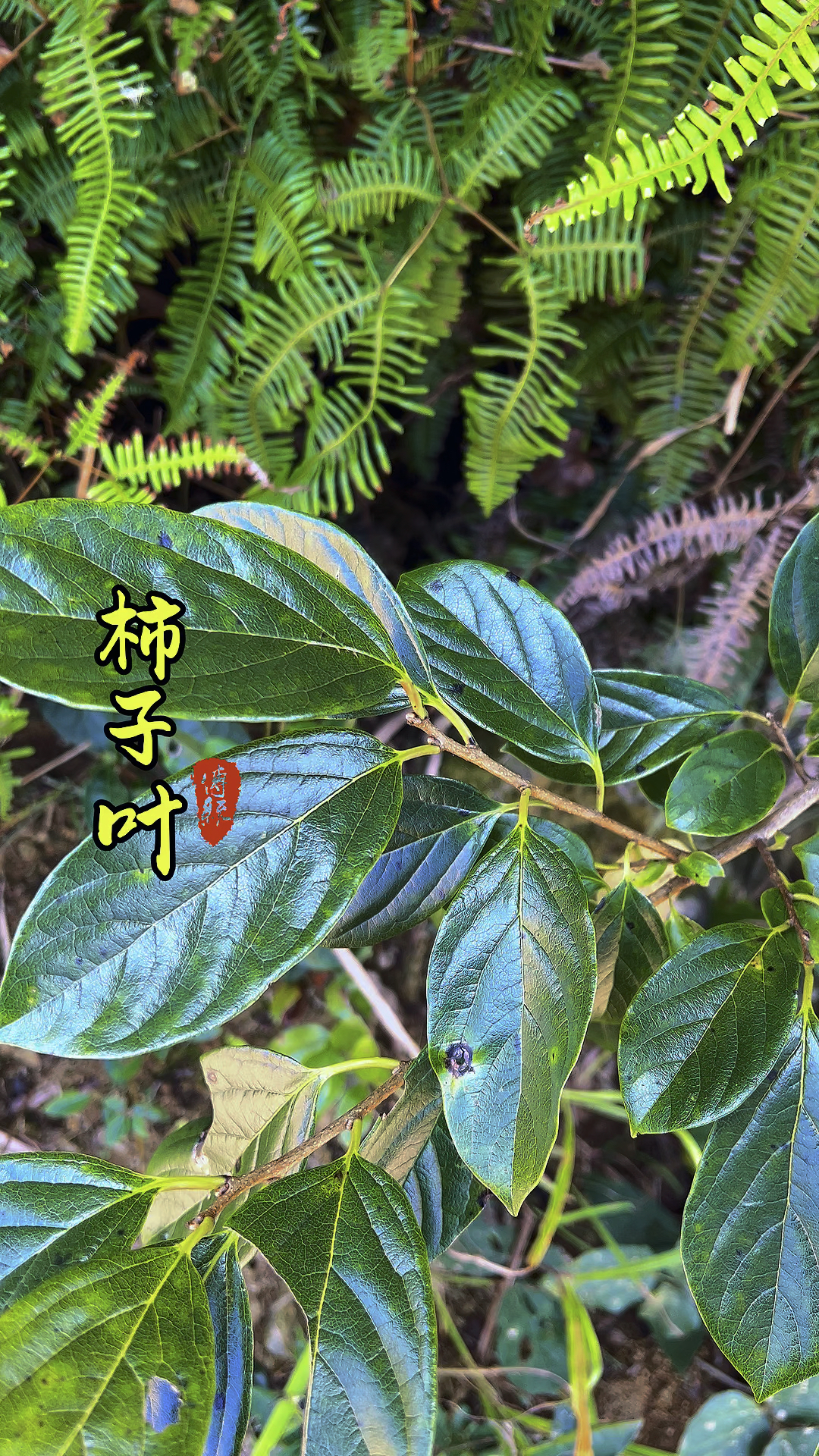 快来看看,这个柿子叶太让人惊讶了没想到老一辈人会把它炒制成茶