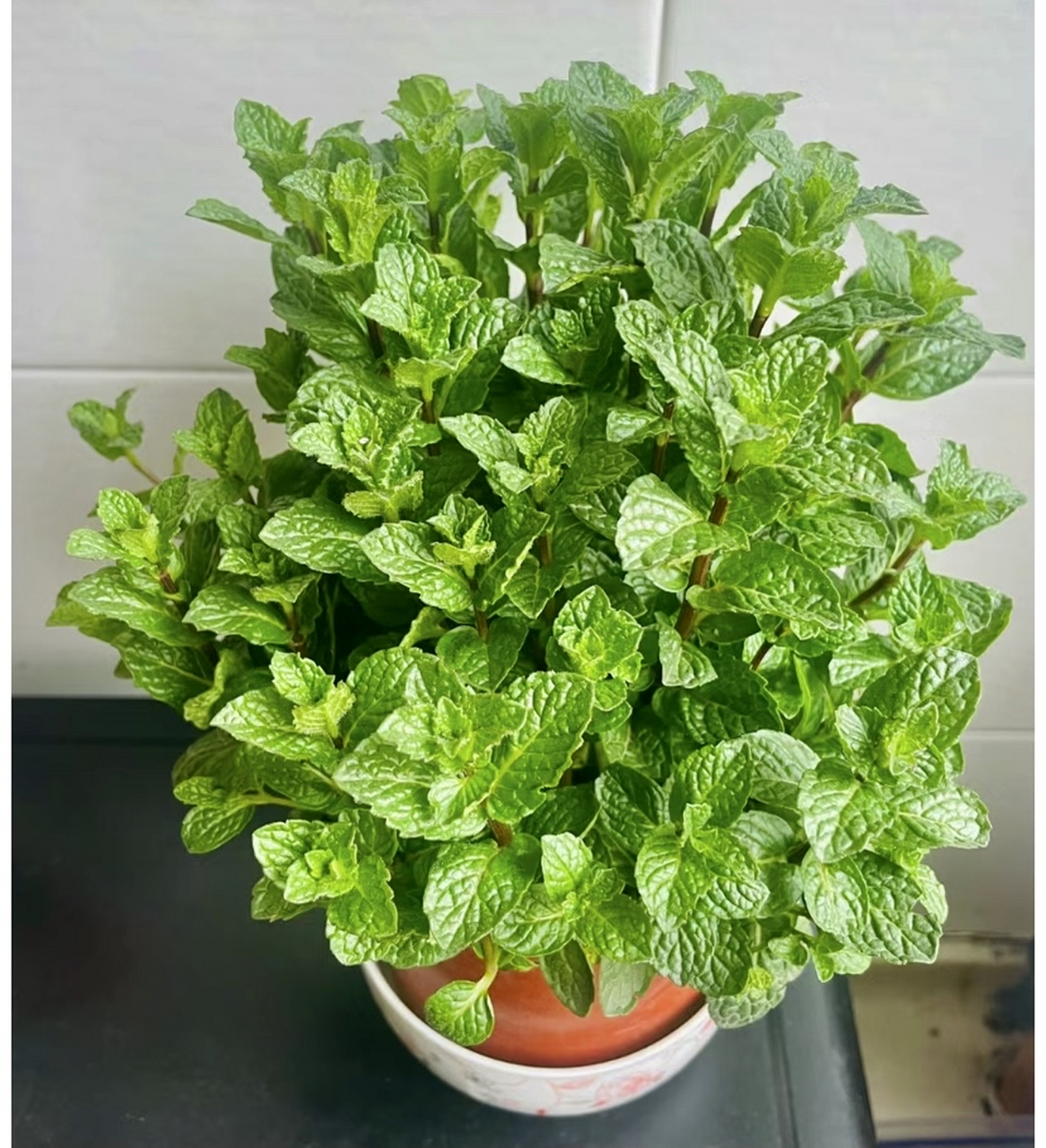 水培薄荷,驱蚊又能吃,大夏天的谁不喜欢这股子清凉呢?