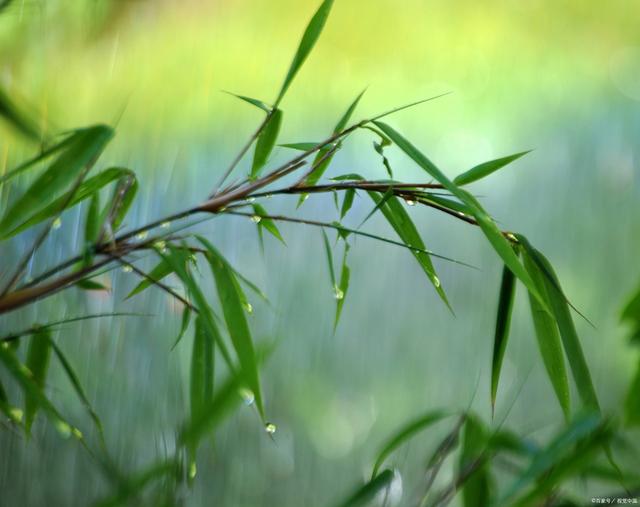 春天雨竹图片图片