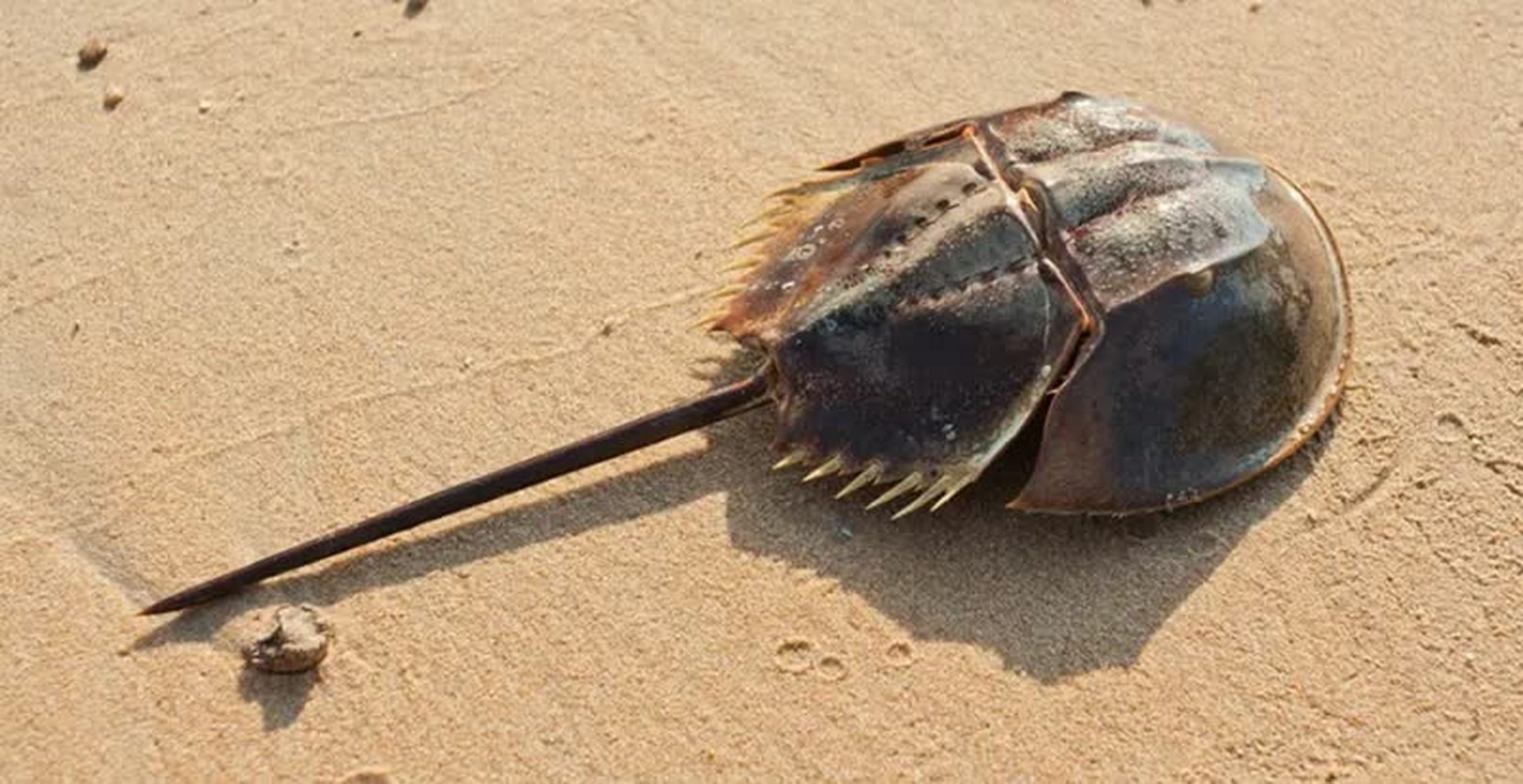 深圳湾出现地球唯一蓝血生物,叫鲎(hòu). 网友:这是来逃难了吗?