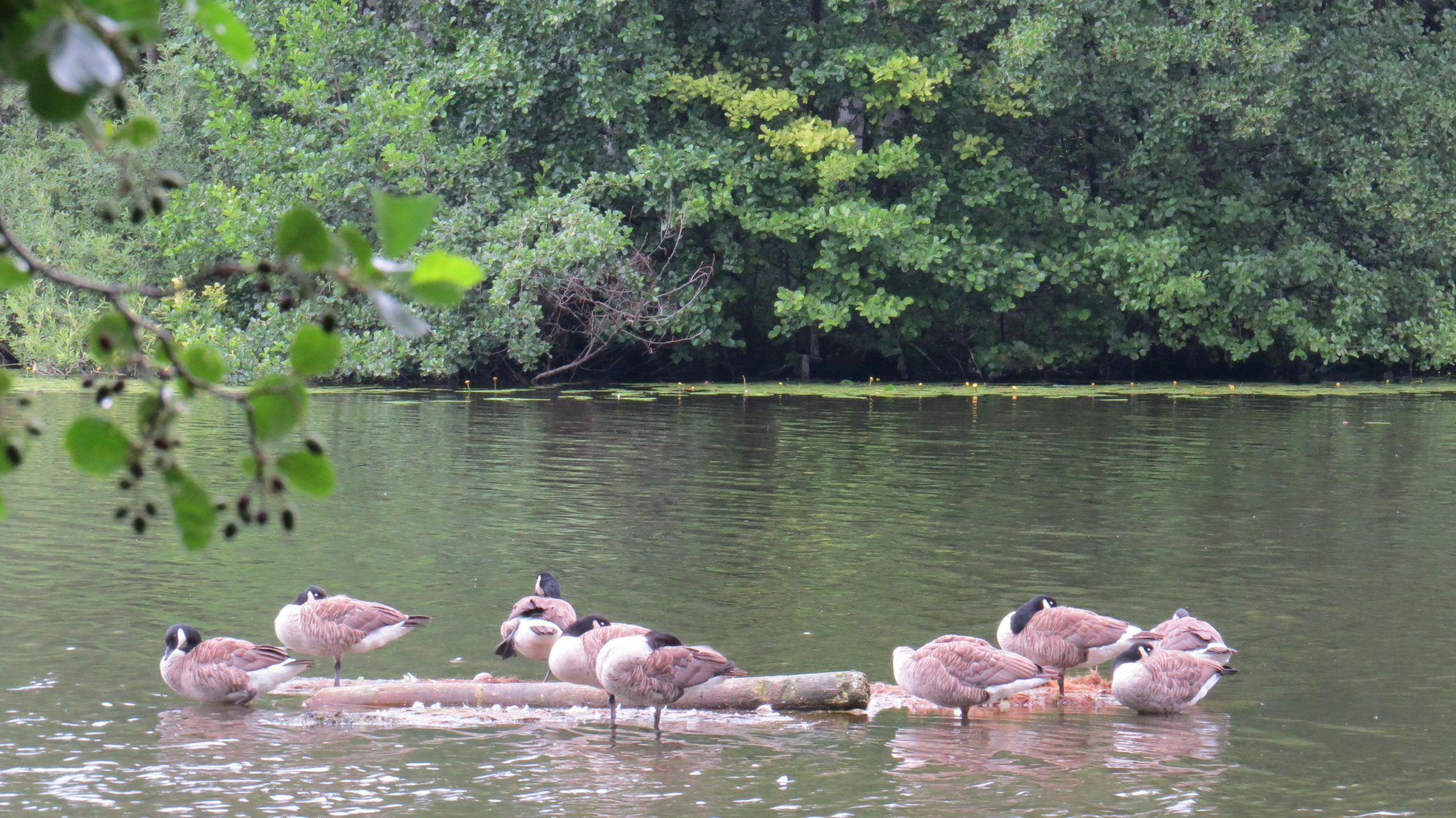 瑞典:索尔纳树莓山劳塔湖公园