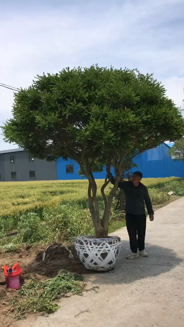 20公分黄杨地景树,总高3.2米,冠3米,喜欢的朋友联系