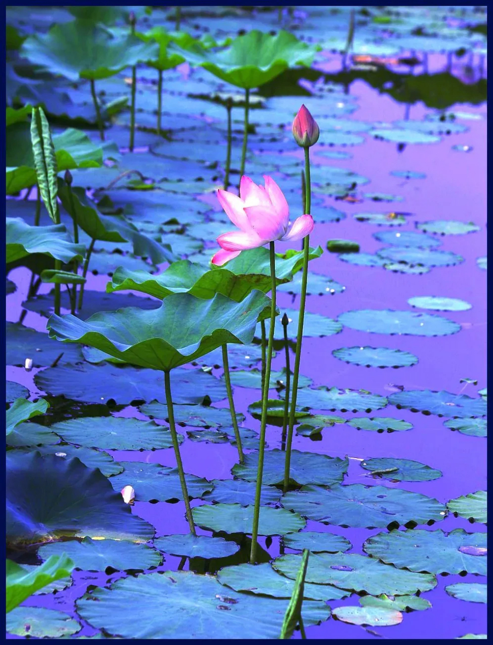 随笔～闲 塘前独坐赏荷花,喜与斜阳品晚霞.