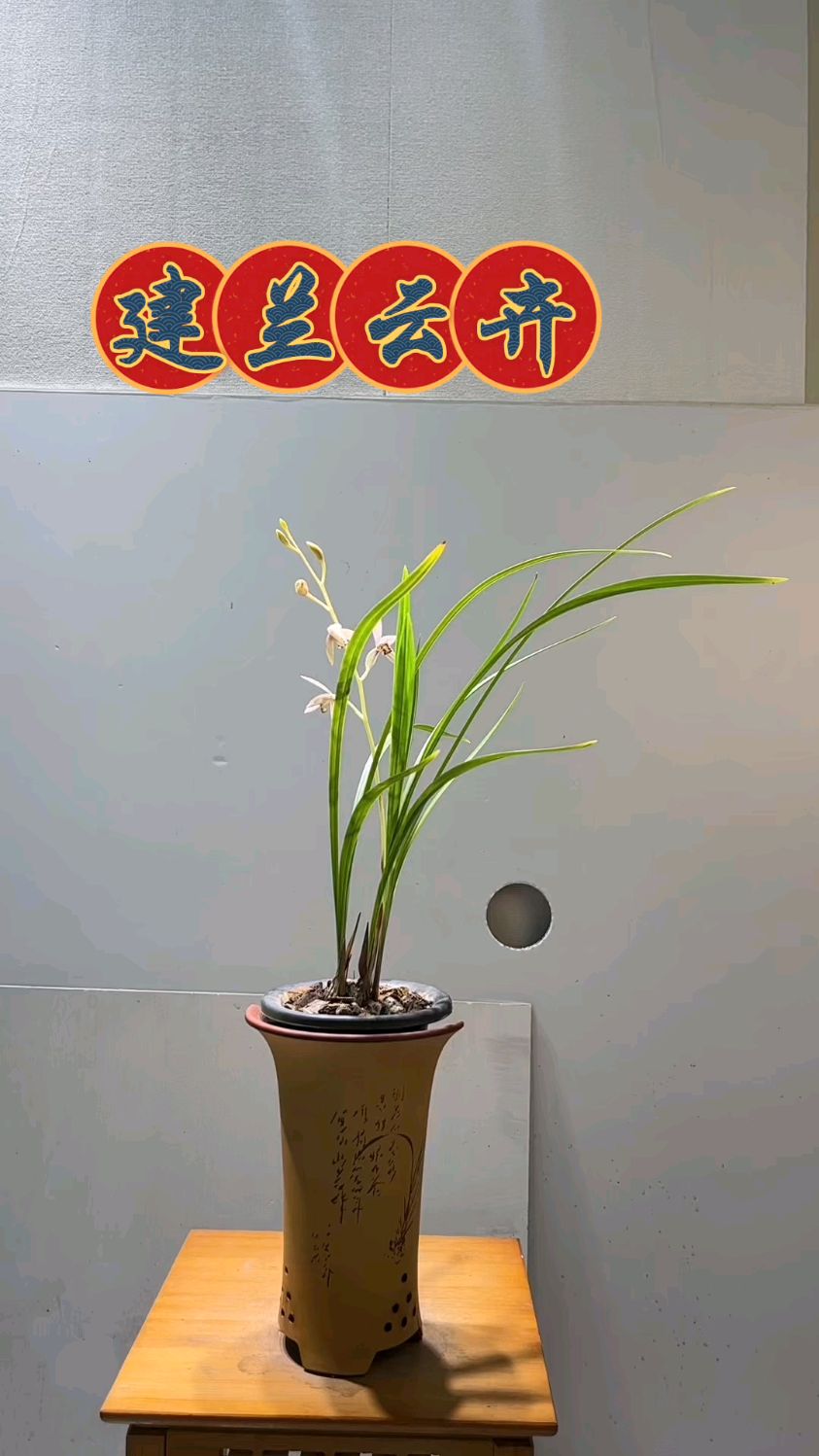 建兰铭品云卉白娘子