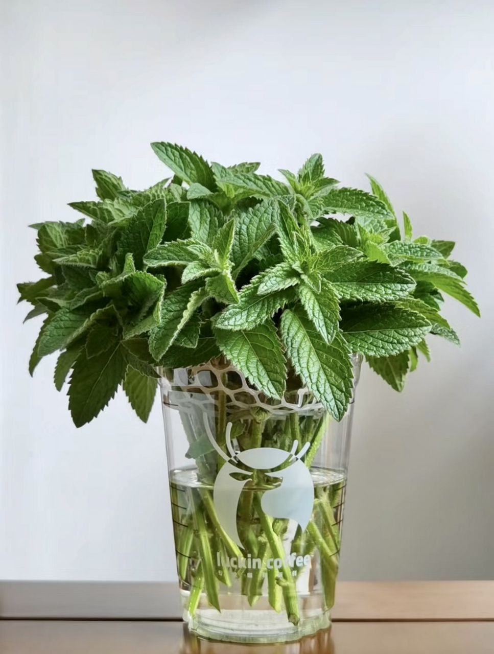 水培薄荷,驱蚊又能吃,大夏天的谁不喜欢这股子清凉呢?