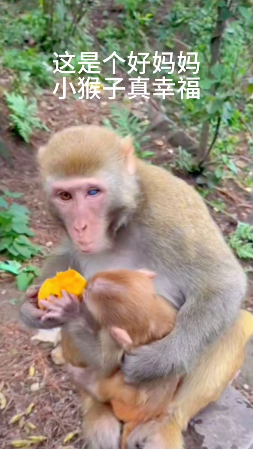 这是个好猴妈,小猴子真幸福