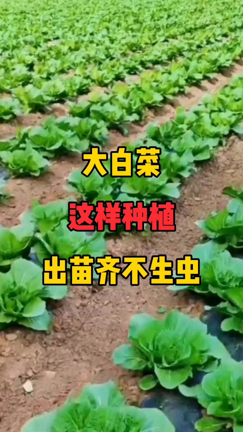 白菜生长过程图片大全图片