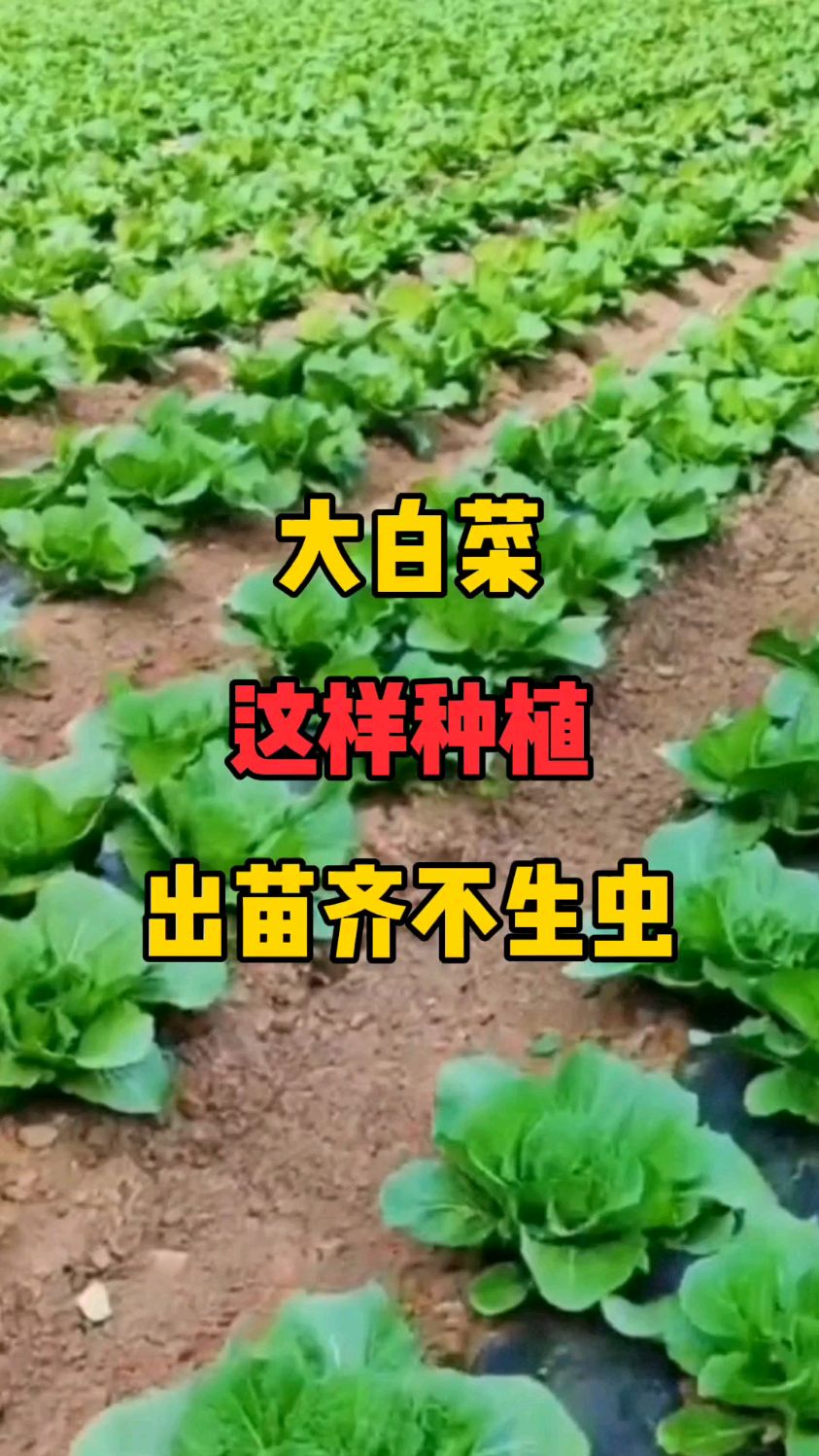 大白菜这样种植出苗齐不生虫