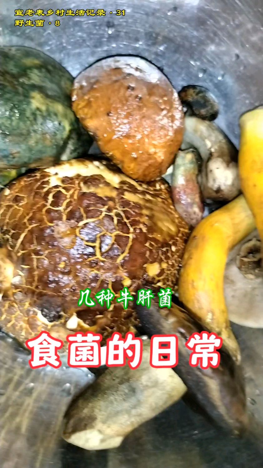常吃野生菌,营养又健康.