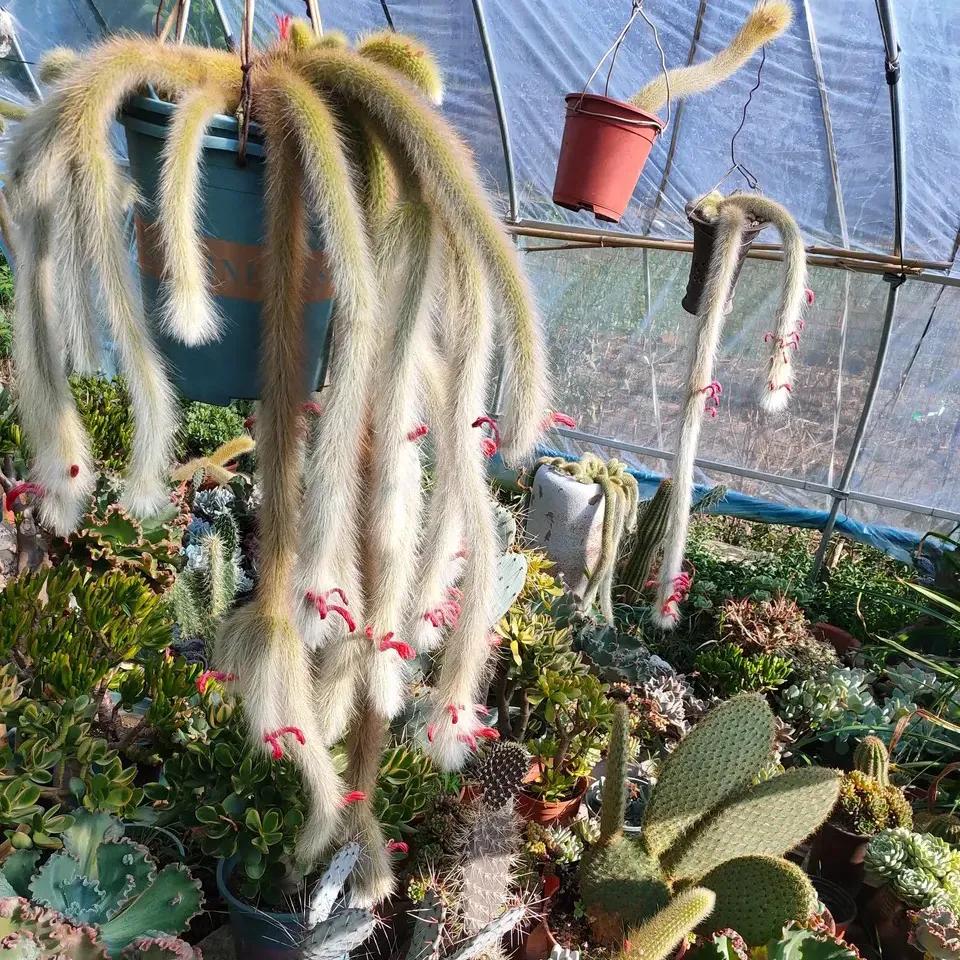 这也太厉害了吧,辽宁花友室内养护的猴尾柱,也能长满花苞,羡慕