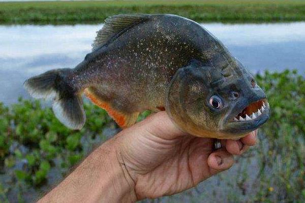食人鱼的天敌有哪些,附品种介绍和分布地区