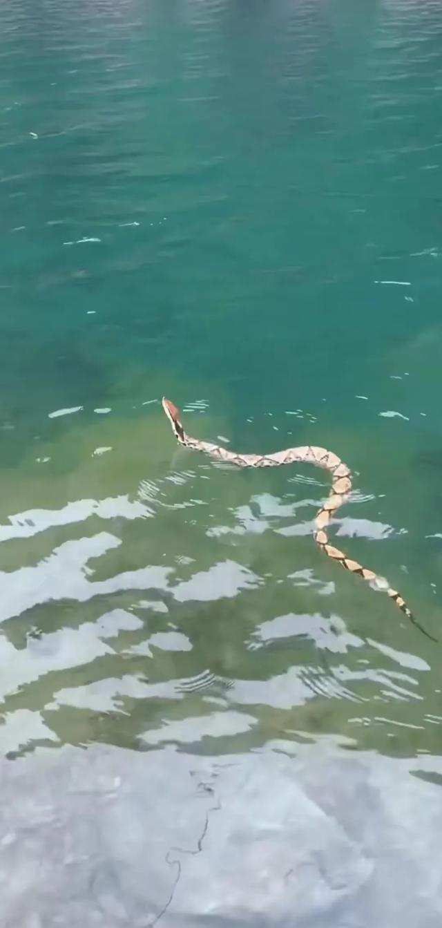 望而生畏!广西桂林,有村民在野外河里,发现一条好会游泳的黄蛇