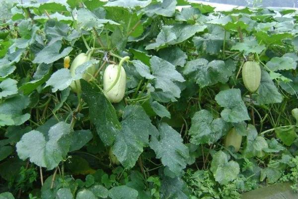 金丝瓜种植技术,可直播或育苗移栽