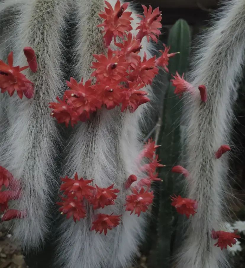 "猴尾柱"是会开花的,你买的开过花吗?没开花就是品种不对!