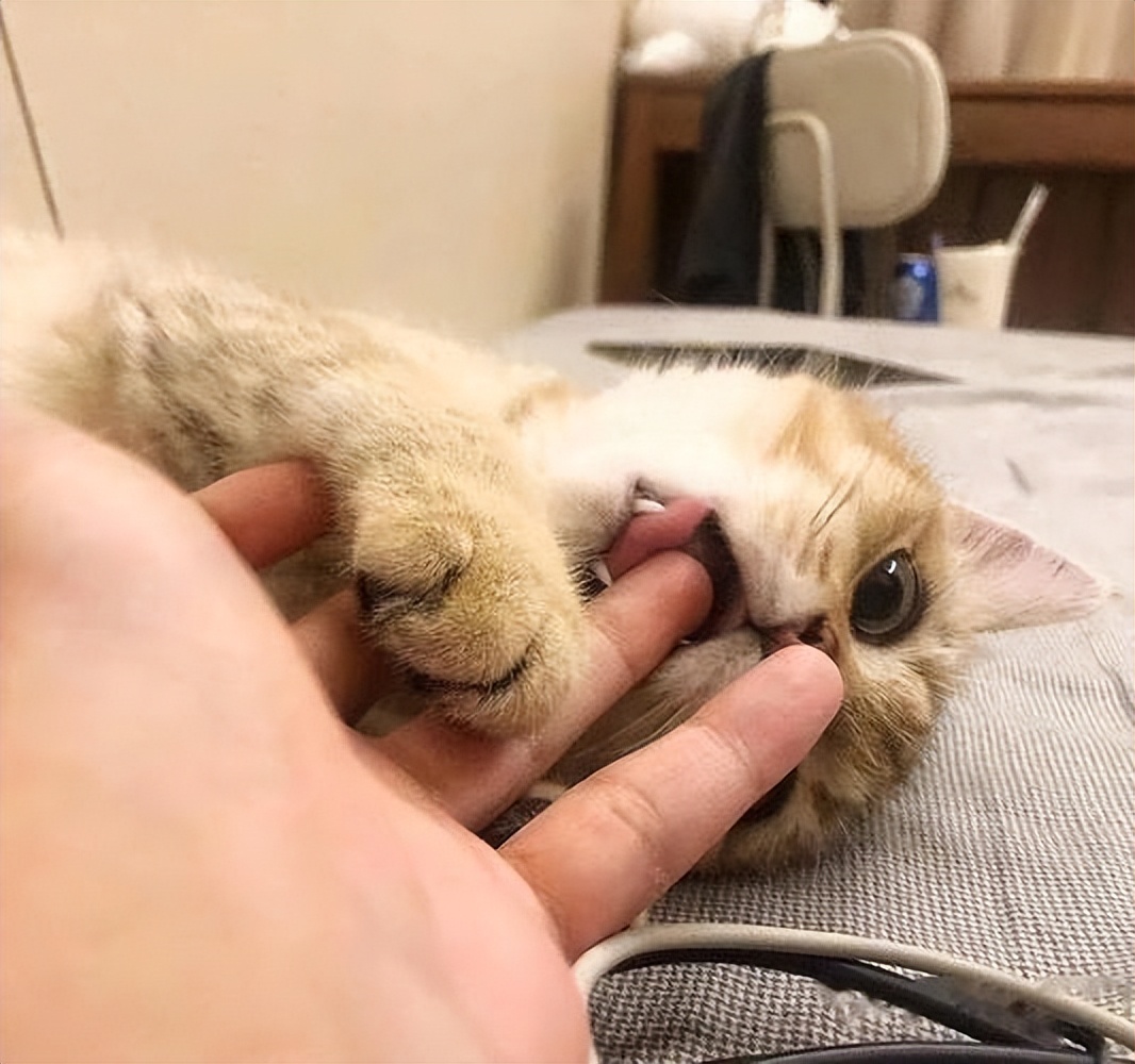 猫咪为何对你的手又咬又蹬?暗示了这几件事!