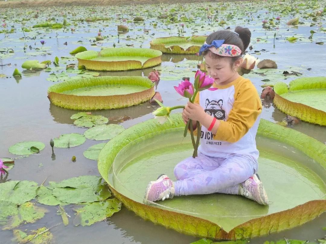 王莲为什么可以载人图片